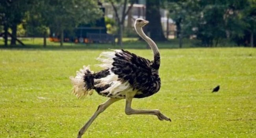 Jak chovat pštrosy: organizace malé minifarmy